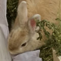 Charlie the Bunny at Bunfest 2018 | www.NauticalBoutique.Co