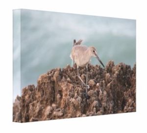Willet Shorebird on the Beach with Teal Ocean Backdrop